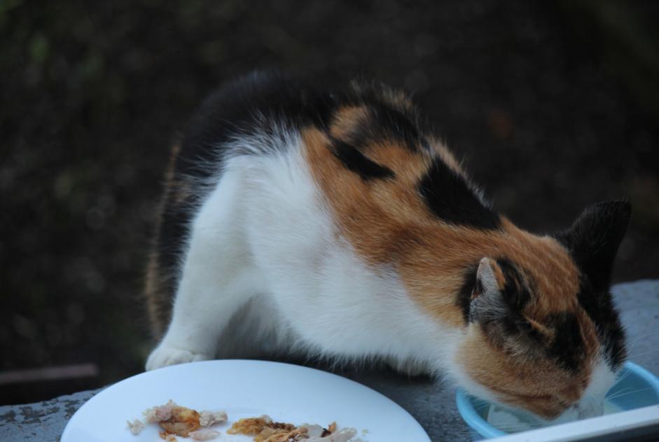 Alerte Découverte Chat Inconnu , 3 ans Creutzwald France