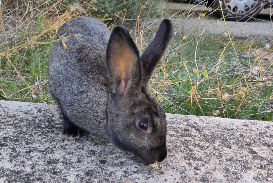 Alerte Découverte Lapin Inconnu Avignon France