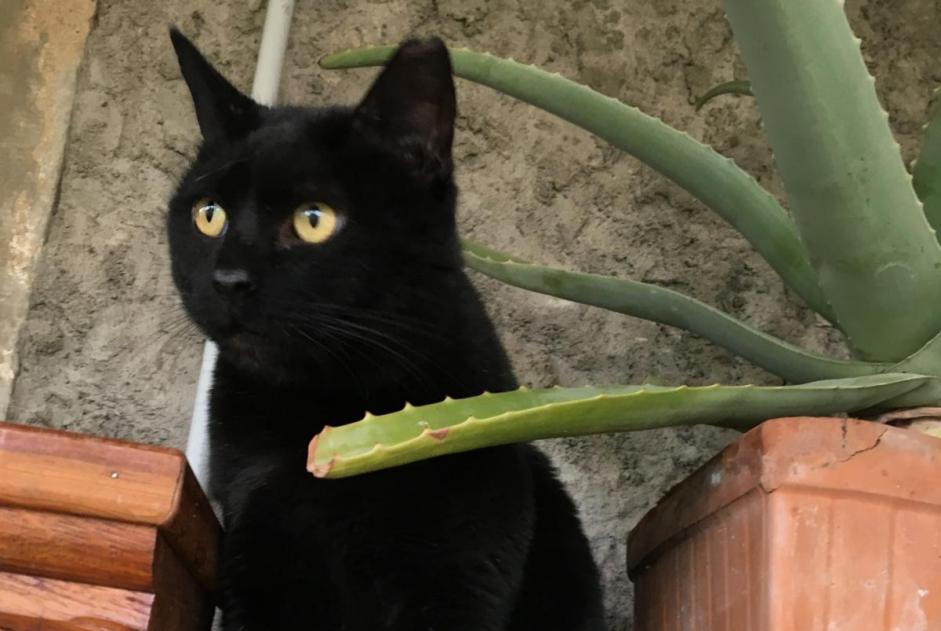 Avviso scomparsa Gatto Maschio , 10 anni Vilsberg Francia