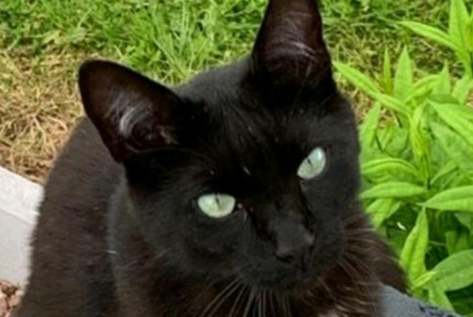 Avviso scomparsa Gatto Maschio , 3 anni Plaine-de-Walsch Francia