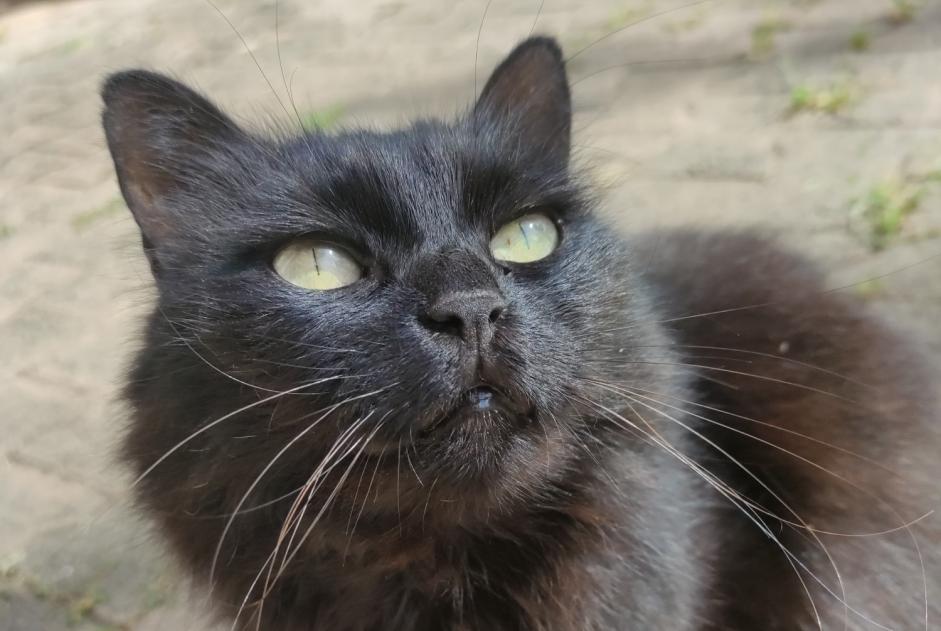 Alerta desaparecimento Gato Fêmea , 10 anos Crolles France